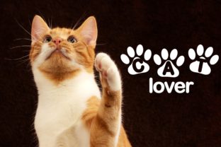 Cat Lover Font for Business